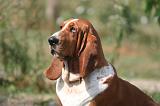 BASSET HOUND 188